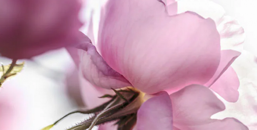 Walentynki 2022 w Krakowie.